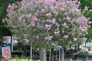 Landscaping Trees and Shrubs