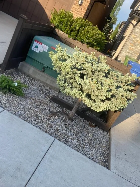 Aspen Woods Dreamscape Curb Appeal photo 12