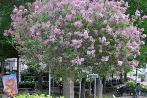 Trees & shrubs Services