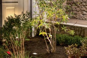 Softscape Landscape Lighting